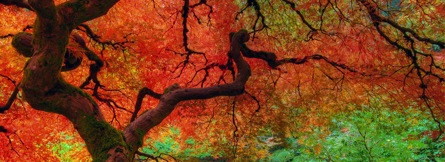 Albero-RIT