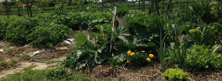 Food garden